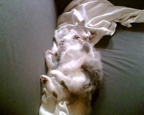 Huskat Toledo R.I.P  billede 6