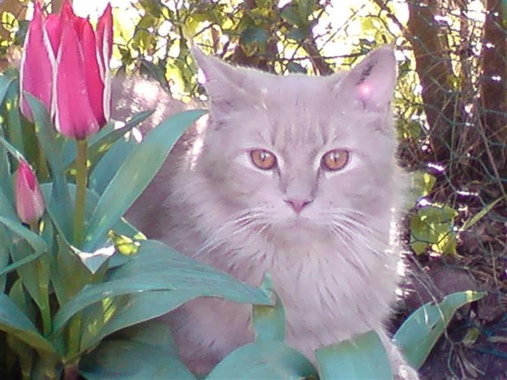 Maine Coon Lundens Volle - Det er så mig, Volle  billede 1