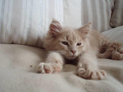 Maine Coon Lundens Volle - Er jeg ikke sød billede 2