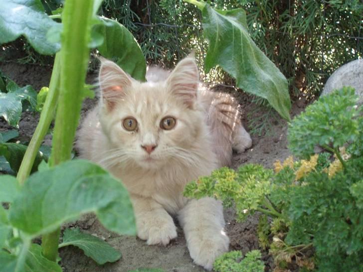 Maine Coon Lundens Volle - The king of the world billede 3