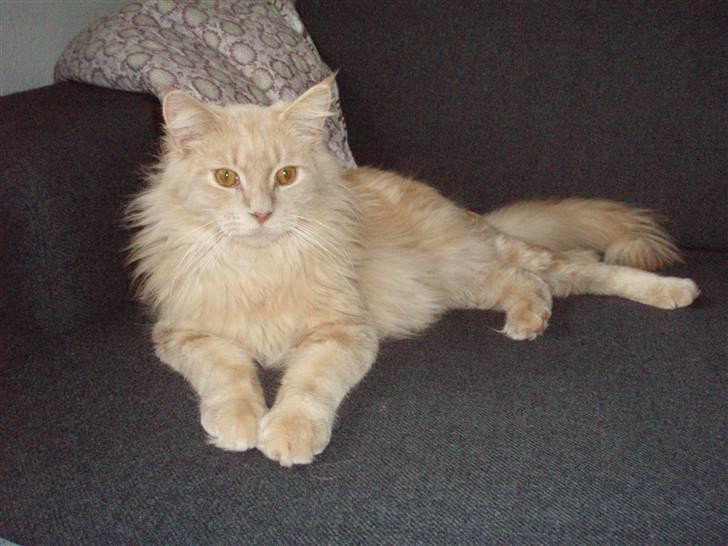 Maine Coon Lundens Volle billede 4