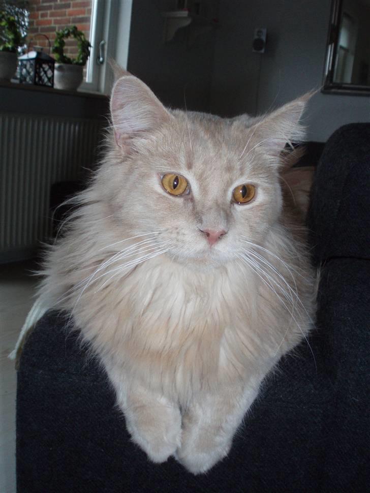 Maine Coon Lundens Volle billede 5