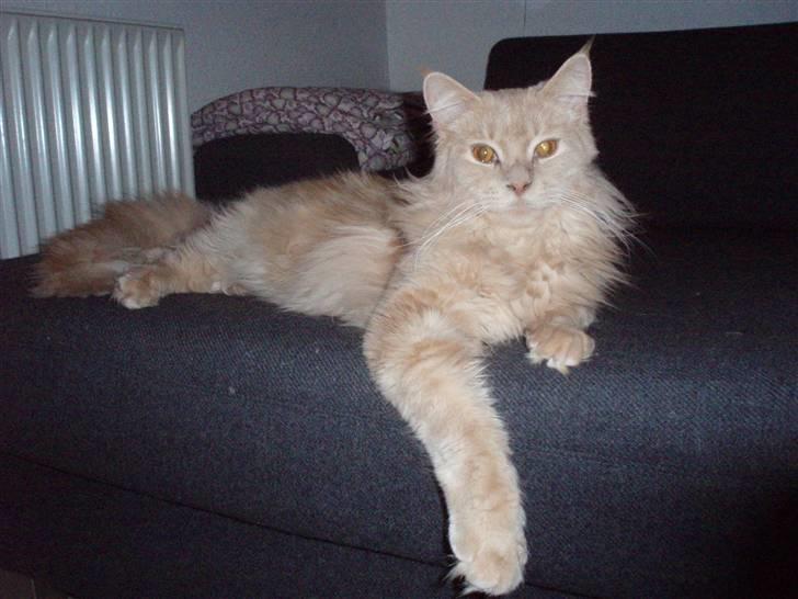 Maine Coon Lundens Volle billede 6