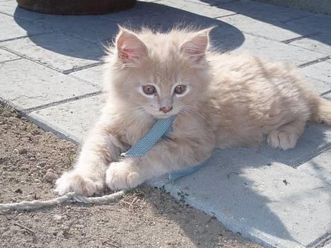 Maine Coon Lundens Volle - Dejligt at være udenfor billede 7