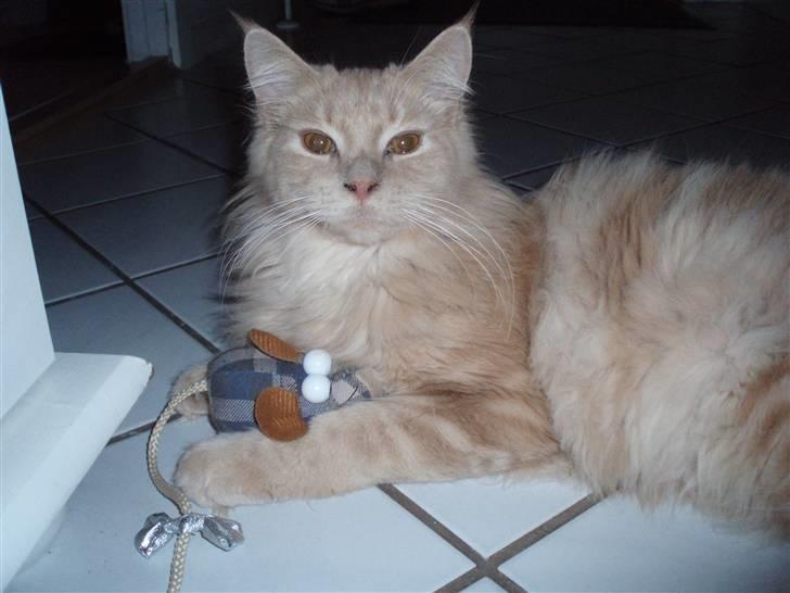 Maine Coon Lundens Volle billede 8