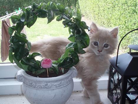 Maine Coon Lundens Volle billede 9