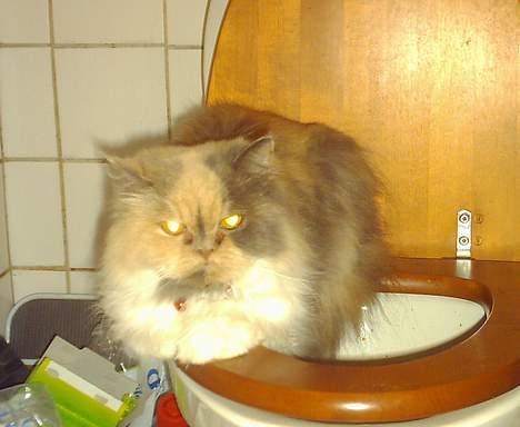 Perser Amanda billede 1