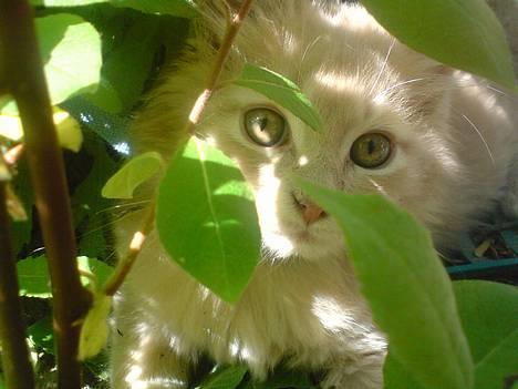 Maine Coon Lundens Volle - Halløj billede 10