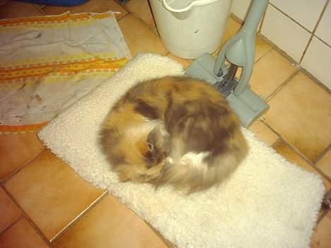 Perser Amanda billede 2