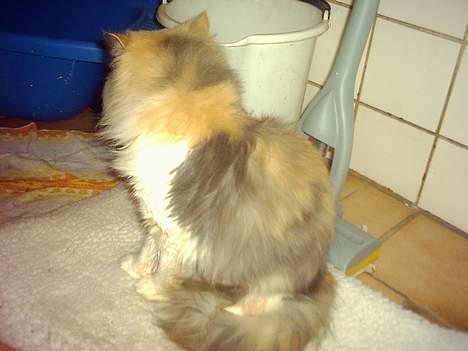 Perser Amanda billede 3