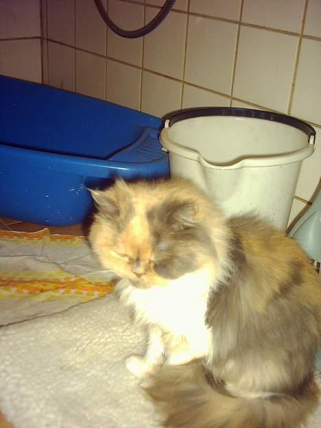 Perser Amanda billede 4