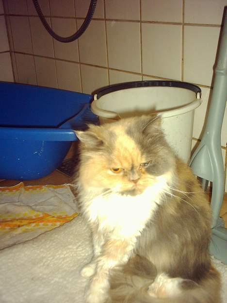 Perser Amanda billede 5