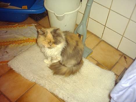 Perser Amanda billede 6