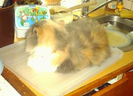 Perser Amanda billede 7