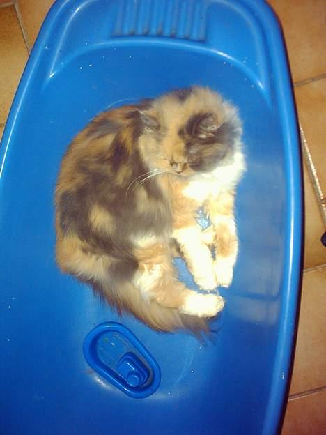 Perser Amanda billede 8