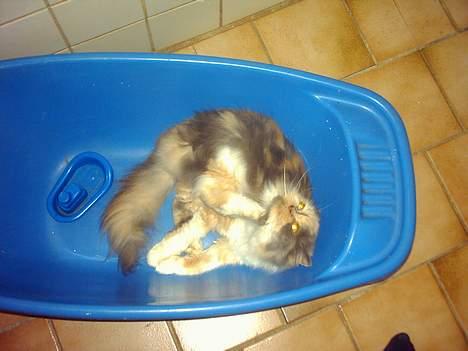 Perser Amanda billede 9