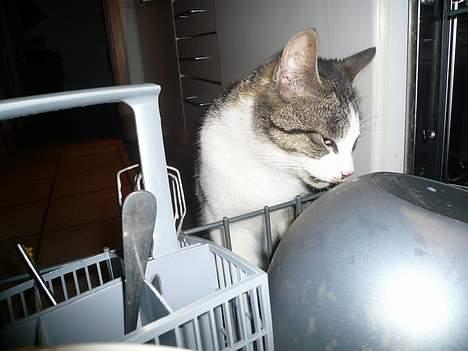 Huskat †Tarzan af Møllehøj† billede 2