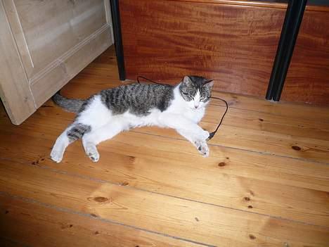 Huskat †Tarzan af Møllehøj† billede 3