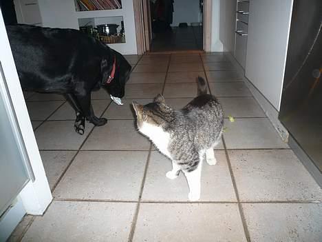 Huskat †Tarzan af Møllehøj† billede 4