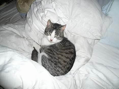 Huskat †Tarzan af Møllehøj† billede 5