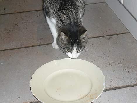 Huskat †Tarzan af Møllehøj† billede 6