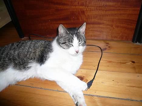 Huskat †Tarzan af Møllehøj† billede 7