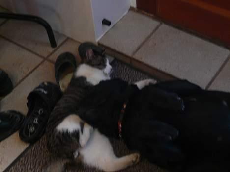 Huskat †Tarzan af Møllehøj† billede 8