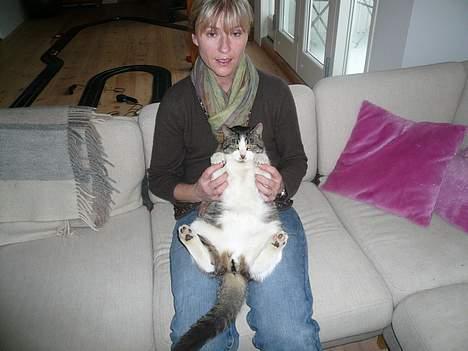 Huskat †Tarzan af Møllehøj† billede 9