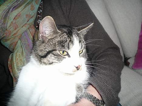 Huskat †Tarzan af Møllehøj† billede 10