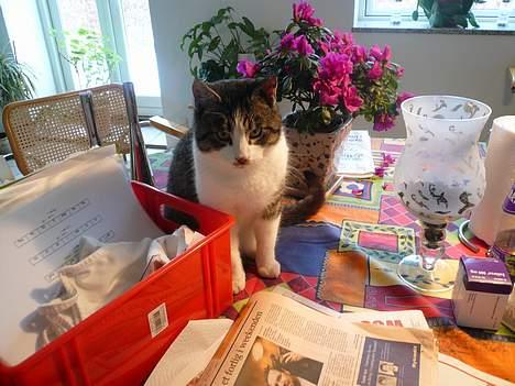 Huskat †Tarzan af Møllehøj† billede 11