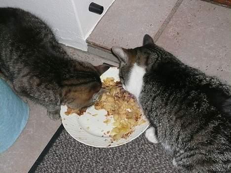 Huskat †Tarzan af Møllehøj† billede 12