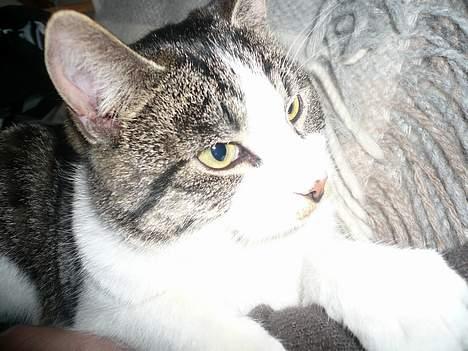 Huskat †Tarzan af Møllehøj† billede 13