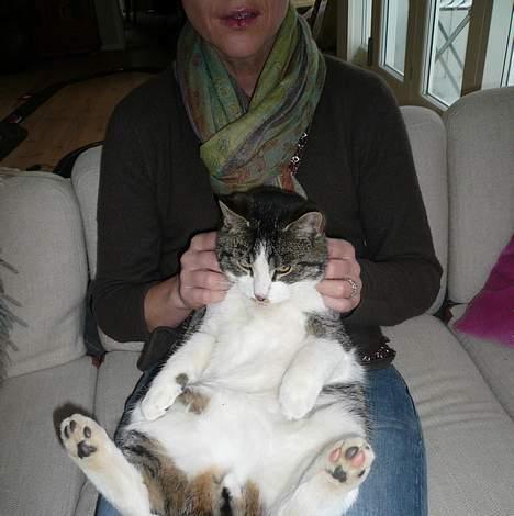 Huskat †Tarzan af Møllehøj† billede 14