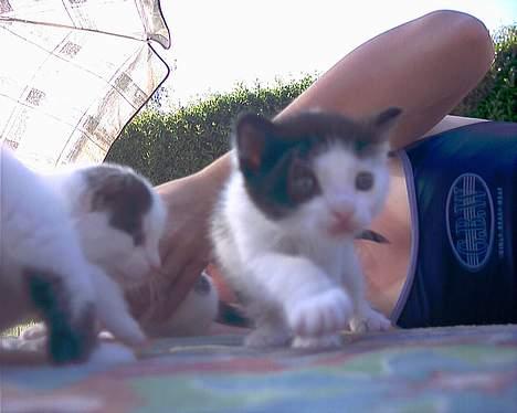 Blanding af racer frede billede 1