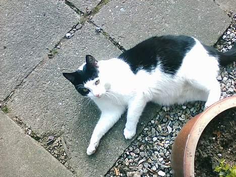 Blanding af racer frede billede 2