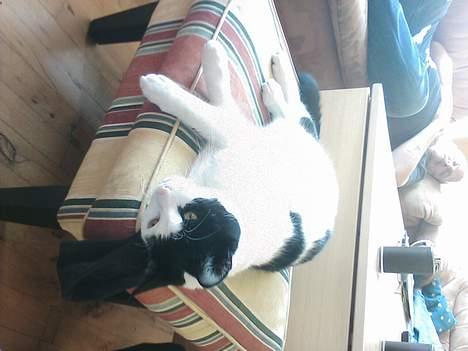 Blanding af racer frede billede 4