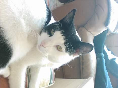 Blanding af racer frede billede 5