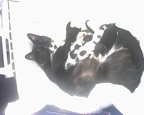 Blanding af racer mille  billede 1