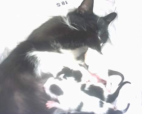 Blanding af racer mille  billede 2