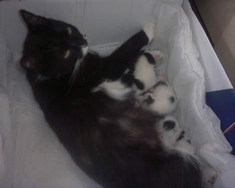 Blanding af racer mille  billede 3