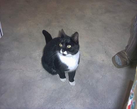 Blanding af racer mille  billede 4