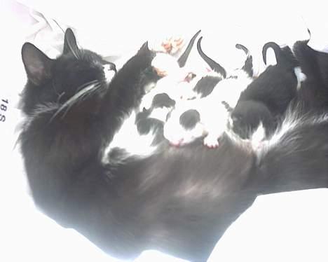 Blanding af racer mille  billede 5