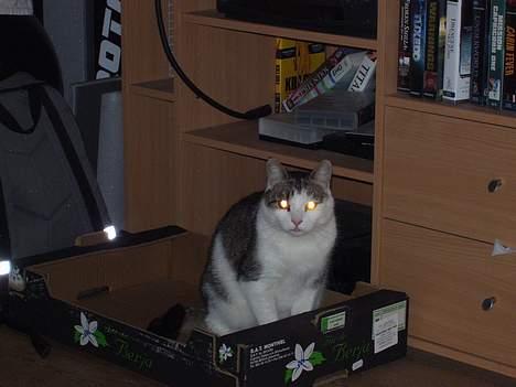 Blanding af racer bandit - vilde øjne billede 14