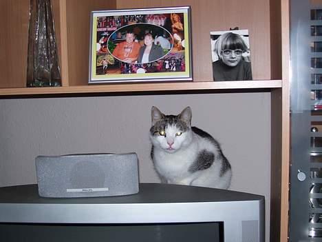 Blanding af racer bandit - her må jeg ikke være billede 15