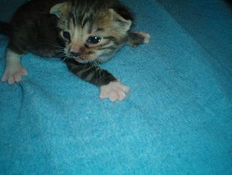 Huskat Lucifer - 14 dage gammel billede 1