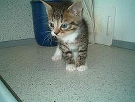 Huskat Lucifer - 1 mdr gammel billede 2