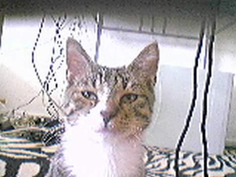 Huskat Lucifer billede 3