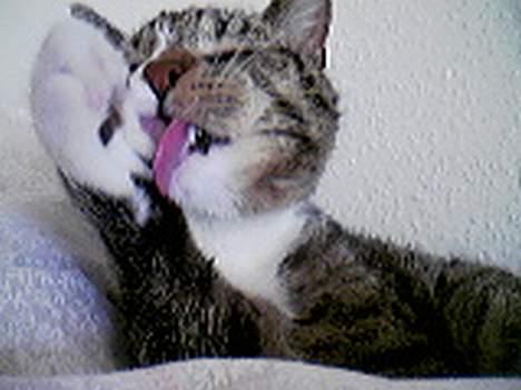 Huskat Lucifer billede 4