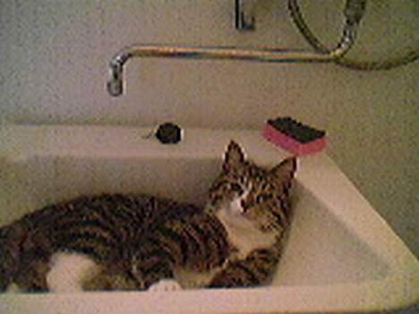 Huskat Lucifer billede 5