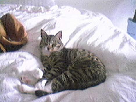 Huskat Lucifer billede 6